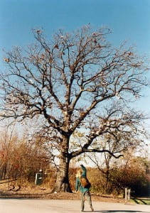 Shoe Tree, ca. 1995-2002.
